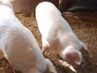 母猪, Pigs — 照片 4
