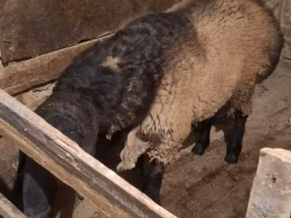 公羊, Sheep