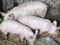 Eber, Schweine — Foto 3
