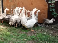 Geese — फ़ोटो 1