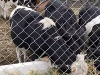 Bou, Russian Black pied cattle — foto 4