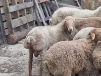 Ram, Sheep — photo 7