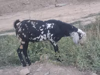 Țap, Nubian Goat — foto 4
