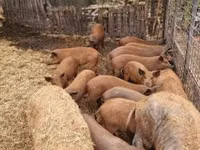 Säue, Schweine — Foto 1