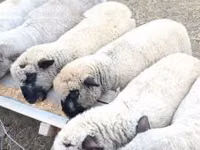 Qoç, Shroshire sheep — foto 1