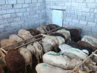 Qoyun, Beulah Speckled face sheep — foto 5