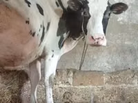 Bovinos (lote, sexo no especificado), Russian Black pied cattle — foto 2