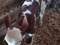 ثور, Simmental cattle — الصورة 1