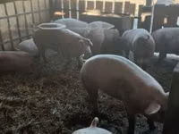 母猪, Pigs — 照片 5