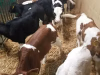 أبقار (دفعة، الجنس غير محدد), Simmental cattle — الصورة 4