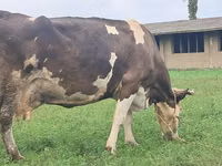 Vacă, Simmental cattle — foto 4