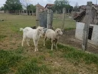Qoç, Merino sheep — foto 3