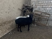 绵羊（批次，未指定性别）, Sheep — 照片 3