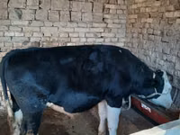 Bulle, Russian Black pied cattle — Foto 4