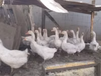 Geese — foto 1