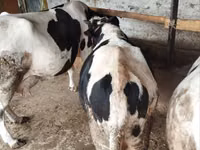 Toro, Russian Black pied cattle — foto 4