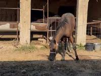 Caballo, Caballos — foto 3