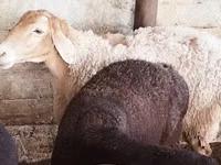 Sheep, Sheep — photo 3