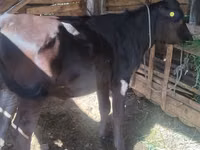 Vache, Race Alatauskaya — photo 2