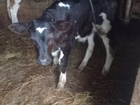 Bou, Bovine — foto 1