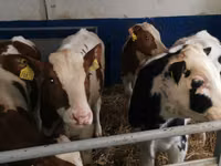 ثور, Simmental cattle — الصورة 4