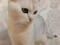 Cinsi:Britsh shorthair. Cantası tek 170m da alınıb. Ev heyvanları — foto 1
