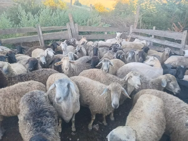 Schaf, Schafe — Republik Moldau
