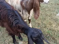 Echki, Damask goat — 3-rasm