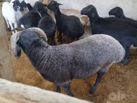 公羊, Sheep — 照片 3