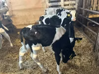 ثور, Russian Black pied cattle — الصورة 6
