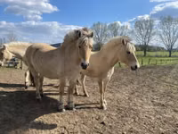 घोड़ी, Fjогd — फ़ोटो 6