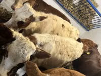 بقرة, Simmental cattle — الصورة 5