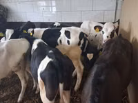 Bulle, Russian Black pied cattle — Foto 3