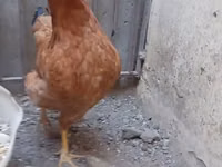 Chickens — फ़ोटो 2