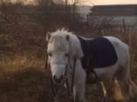 公马, Shetland Pony — 照片 8
