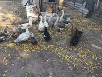 Ducks — Foto 2