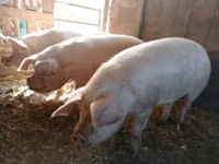 母猪, Pigs — 照片 3