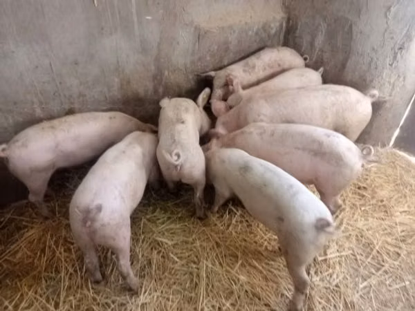 Säue, Schweine