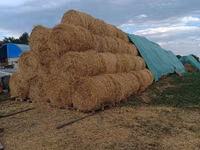 Продаем солому. — photo 1
