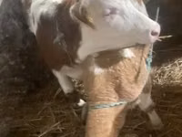 İnək, Simmental cattle — foto 1