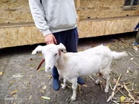 Ziege, Nubian Goat — Foto 1