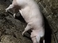 Säue, Schweine — Foto 6
