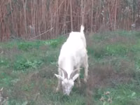 Goat, Saanen goat — photo 4