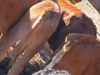 Bovine (lot, sex nespecificat), Simmental cattle — foto 2