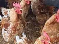 Chickens — foto 3