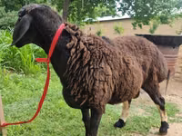 كبش, Blackheaded Persian sheep — الصورة 1
