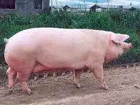 Eber, Schweine — Foto 2