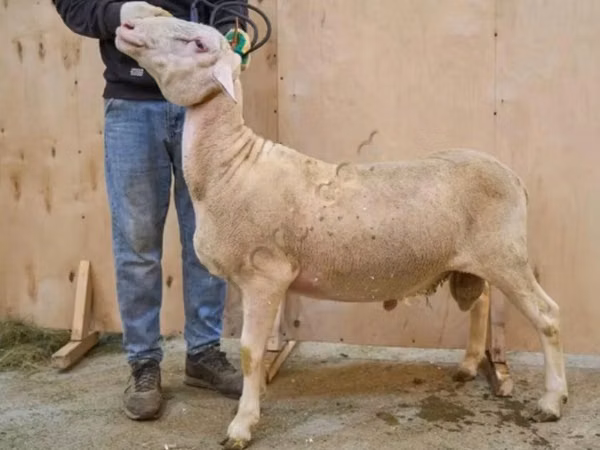 Berbec, Lacaune sheep