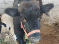 Cow, Cattle — photo 6