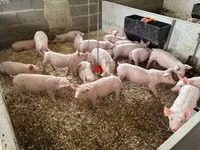 Schweine (Partie, Geschlecht nicht angegeben), Schweine — Foto 2